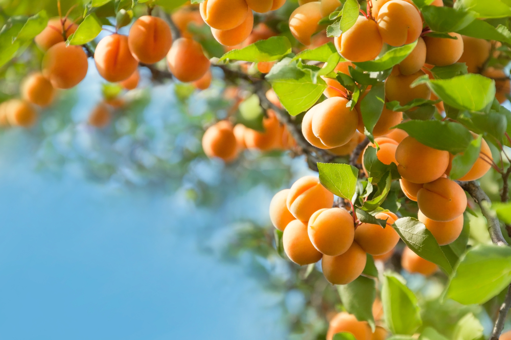 L’abricot, fruit du mois d’août